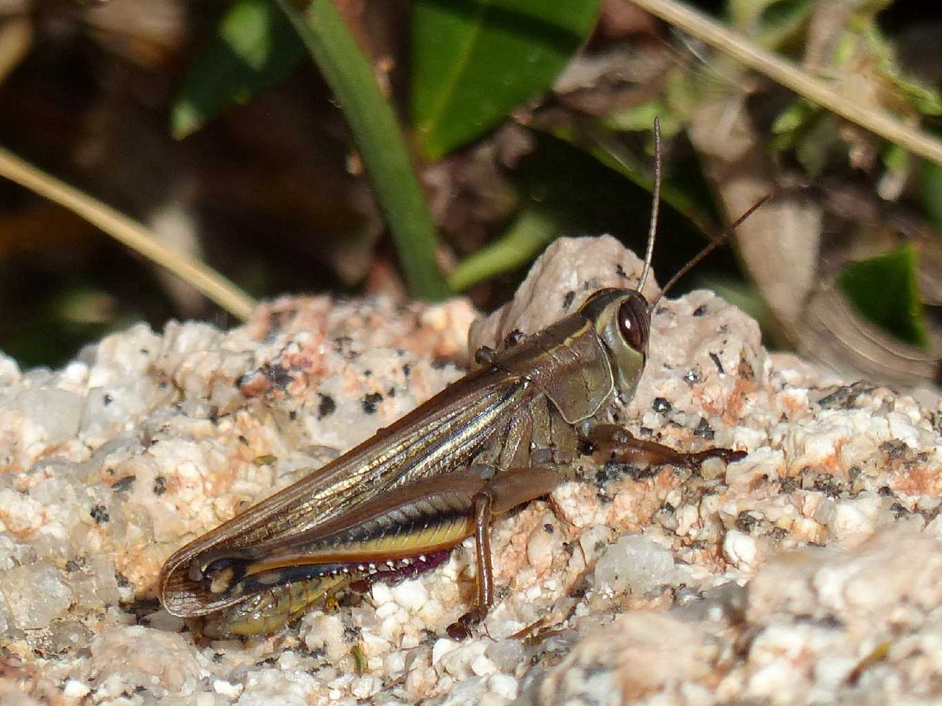 Un ortottero invernale: Eyprepocnemis plorans